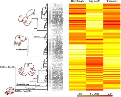 Macroevolutionary Trade-Offs and Trends in Life History Traits of Cephalopods Through a Comparative Phylogenetic Approach